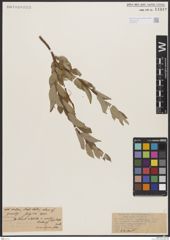 Foto von Salix brachycarpa Nutt.
